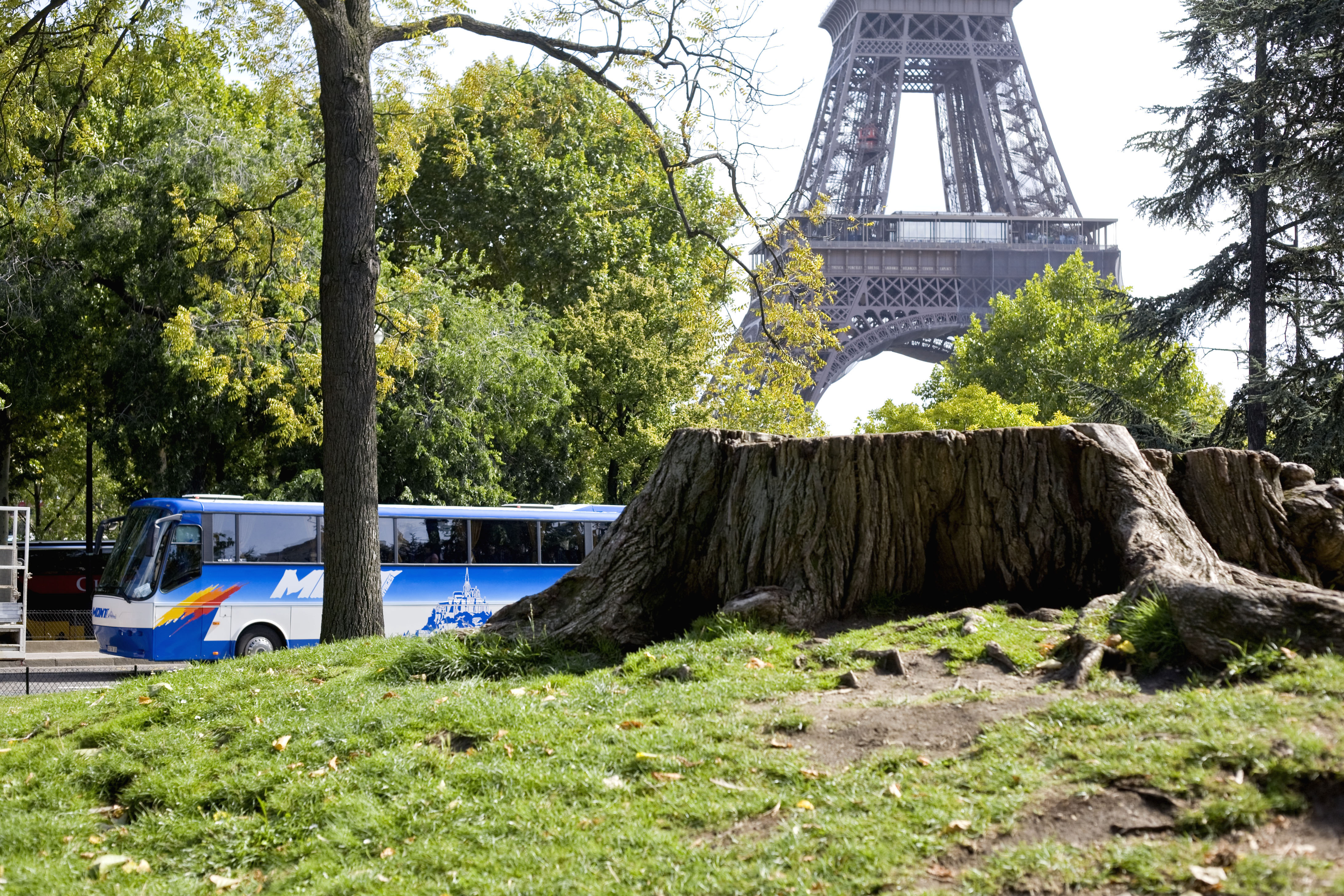 Eiffel Tower and tree