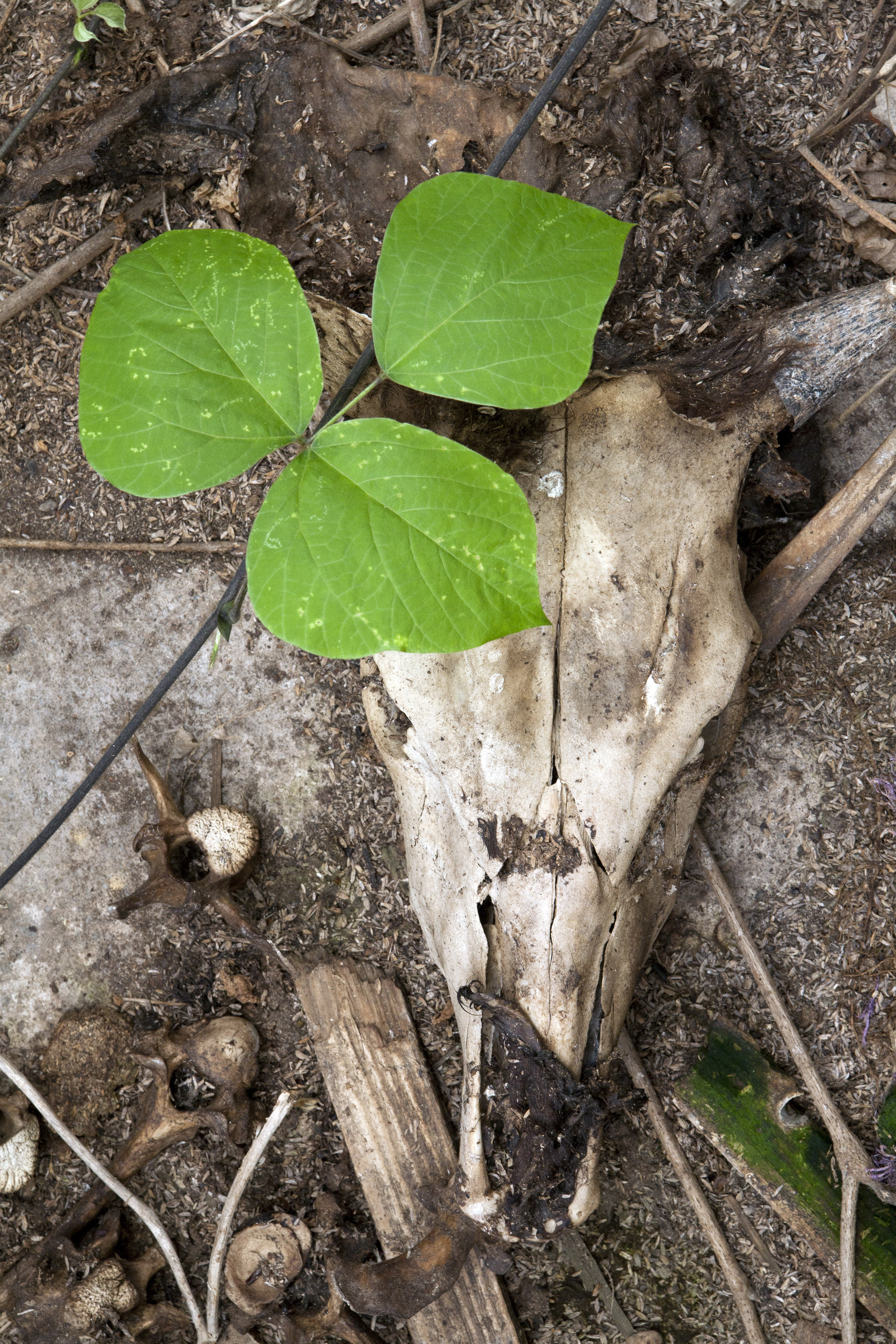 Shumpei Kanbe meets Naoto Matsumura. Both men have great respect of animal life and love for cows. The contact with Matsumura is simply excellent.Matsumura wants to show the tragedy that Tepco has brought to farmers and farm animals. Kanbe is sincerely shocked. “For the Masai tribes, this would be more that an immense waste, but a huge crime. Cows are every thing for them. Happiness for Masaii people is not money, but to possess a large number of cattle.”He brings Kanbe to the dead cows stable where more that a hundreds of cows have been left to die of hunger and thirst. The roofs of the booths are very badly damaged. The wind and the many earthquakes have torn this place to rubbles. On the ground, there are the remains of the animals. Their bones are scattered in an organic puzzle. Foxes, tanuki and crows have left the   bones clean.